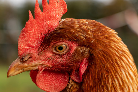 德国有机散养养鸡场一只棕色母鸡的特写房子居住小鸡团体草地生物生产宠物农业翅膀公鸡高清图片素材
