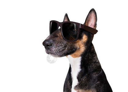 带太阳墨镜的凉快狗背景图片