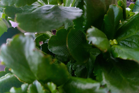 室内植物的深绿色叶子的看法背景图片