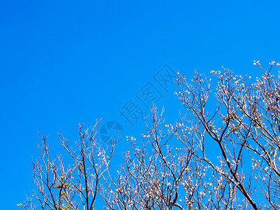 秋天秋天在枯树上用蓝天空背景干枯的Padauk水壶紫檀木太阳叶子季节紫檀场景植物阳光大果天空背景图片