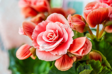 好美海棠花粉红色秋海棠花的特写 展示了它们的纹理图案和细节背景