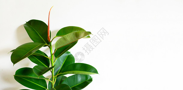 绿色橡胶植物叶子在惠特季节房子植物学橡皮筋衬套爱好生长热带花园树叶背景图片