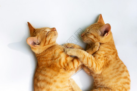 两只姜猫两只猫睡在白色背景上谎言短发橙子猫咪猫科蓝色小猫宠物哺乳动物虎斑背景