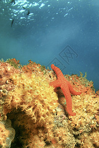 菊海星地中海红海星 西班牙卡尔内格里自然公园自然公园环境动物海洋生物野生动物自然公园保护动物学海洋动物群栖息地背景