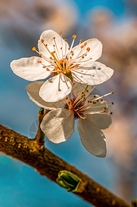 年初春花盛开 明年初植物群环境树枝植物学投标樱花晴天花瓣花束季节背景图片