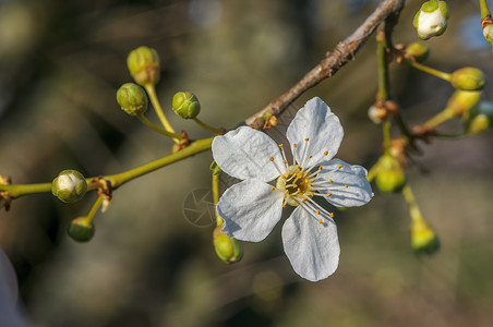 年初春花盛开 明年初背景花瓣植物学树枝脆弱性花束宏观季节生长晴天背景图片