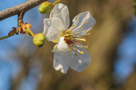 年初春花盛开 明年初枝条脆弱性环境晴天树枝花瓣植物柔软度植物学背景背景图片