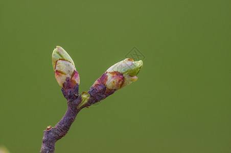 年初春花盛开 明年初投标花束植物群植物学树枝叶子季节生长背景脆弱性背景图片