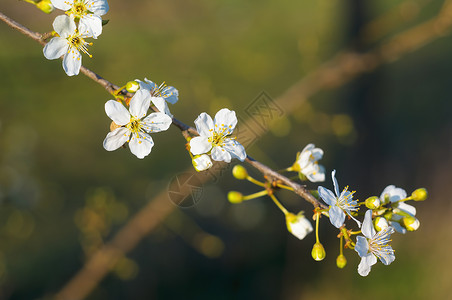 年初春花盛开 明年初柔软度季节背景植物学衬套叶子宏观植物投标环境背景图片