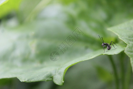 蚂蚁和绿叶有趣的自然高清图片