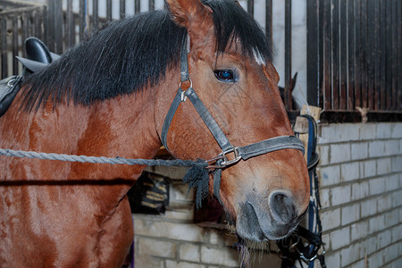 马马厩在马厩里画出一匹漂亮的马的近身肖像部位摄影棕色家族农场身体良种马具生活鬃毛背景