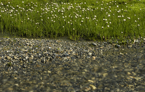 Geiranger附近棉花草高清图片