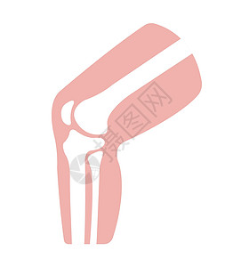 骨骼肌肉膝关节部分它制作图案插图治疗疼痛伤害股骨骨头肌肉髌骨解剖学科学插画
