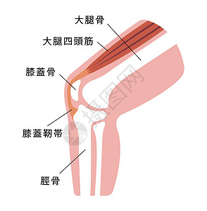 骨骼疼痛膝关节部分它制作图案髌腱治疗疼痛骨骼髌骨科学插图股骨伤害身体插画