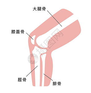 骨骼疼痛膝关节部分它制作图案肌腱解剖学肌肉治疗股骨伤害骨头插图髌腱髌骨插画