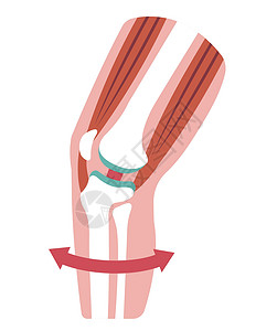 腰腿膝关节剖面图替代品插图骨关节炎生物骨科药品女士骨骼治疗疾病插画