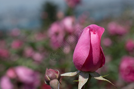 自然的美丽玫瑰蝴蝶婚礼花瓶歧义绣球花雏菊花朵礼物草地花瓣背景图片