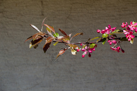 背景墙与花树叶植物背景生长叶子树木绿色墙纸背景图片