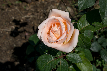 自然的美丽玫瑰绣球花植物群草地花朵花园礼物生日雏菊蝴蝶植物背景图片