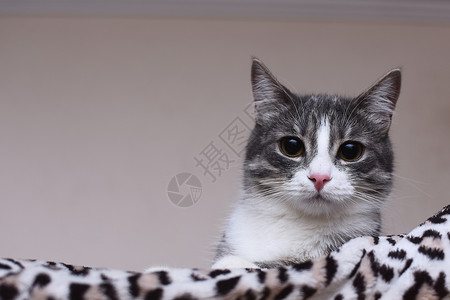 8只猫这只猫躺在一只柔软的豹子毯子上背景