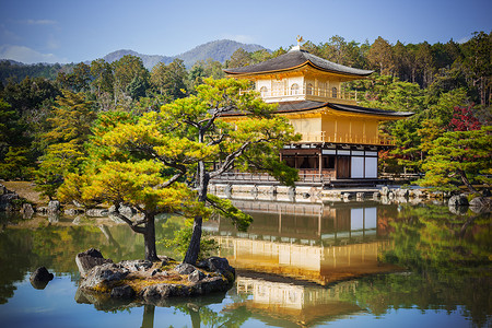 京都日本金殿寺庆九吉 京都游客花园观光松树历史性建筑学森林崇拜金子旅行背景图片