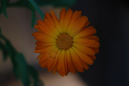 金盏草橙色花 一种有用的药用植物雏菊植物群花瓣药品花束草地橙子疗法活力植物学阳光高清图片素材