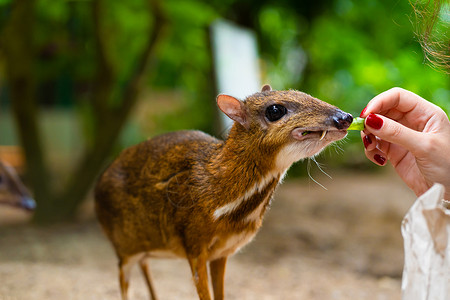 鹿和鼠Kanchil 是一只来自热带的神奇可爱的小鹿 鼠鹿是最不寻常的动物之一 偶蹄鼠耳蜗哺乳动物女性眼睛反射林地季节森林打猎老鼠背景