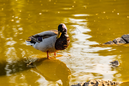 日落时 大老鸭在水面下地面行走黄水野生动物鸭子池塘动物羽毛蓝色花园反射环境背景图片