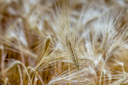 田间大麦的金黄色耳朵植物农场生长小麦宏观土地农村农田农业谷物粮食高清图片素材