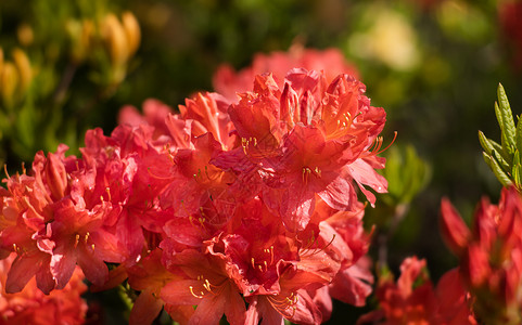 玫红色杜鹃花宏观美丽的高清图片