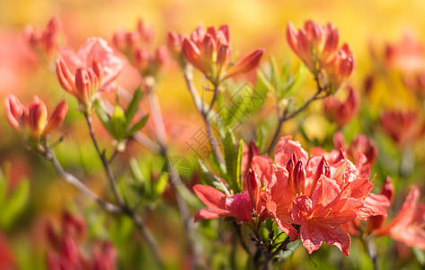 玫红色杜鹃花自然景观春天高清图片
