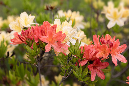 玫红色杜鹃花花的夏天高清图片