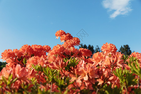 玫红色杜鹃花美丽的花的高清图片
