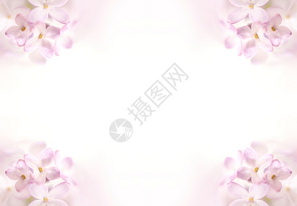 淡紫色的素材与白色拷贝 spac 的淡紫色花边界背景
