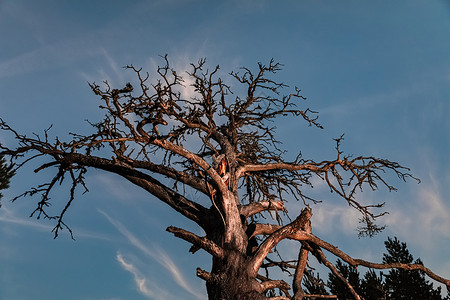 干燥枯死的树在附近蓝色场地寂寞死亡黑色环境天空公园植物孤独背景
