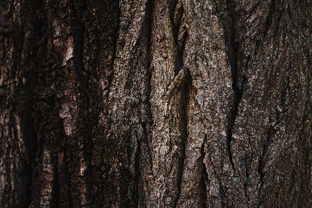 天然木树纹理作为木制背景环境和自然木头树木材料宏观森林奢华松树皮肤橡木树干背景图片