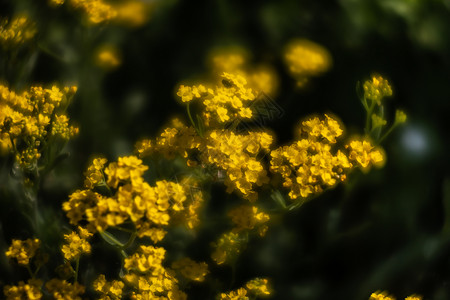 六分仪春时的香气沙萨提利斯小黄花野花季节植物群国家爬坡植物学篮子金簇植物花瓣背景