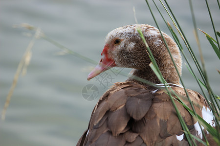 水库里的灰色美丽的鹅 美丽的羽毛眼睛大鹅宠物公园动物荒野棕色猫头鹰绿色鸭子背景图片