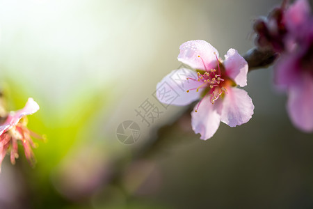 泰国清迈的樱花花花朵开花天空植物红斑花瓣蓝色公园木头季节痤疮蜡质背景图片