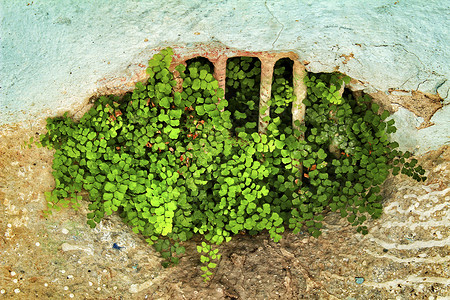 地上生长的阿迪安图姆卡皮利勒斯植物学花瓣湿度花序园艺花店优雅环境蕨类绿色植物背景图片