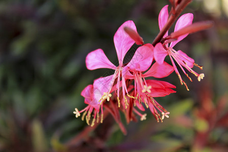 美丽的瓜拉林海美粉花生长摄影效果柔焦植物群阳光花坛美味绘画花瓣背景图片