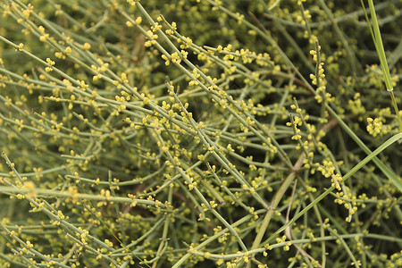 草麻黄植物在春天的花园里云杉家庭灌木麻黄旱景环境旱生植物植物群叶子中性背景