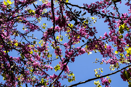 紫红色到蓝色花园里的西里基平原树美丽环境植物公园日光叶子季节紫色晴天紫荆背景