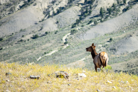 洛基山麋鹿黄石山中的骆驼鹿茸野生动物哺乳动物风景成人荒野国家公园麋鹿山脉背景