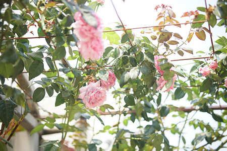 花朵在花园中开花植物群花瓣植物公园玫瑰背景图片