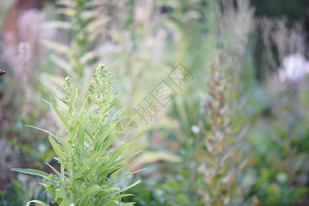 在花园种植蔬菜以收集种子的生菜食物植物园艺农场收成收获收藏栽培生长粮食背景图片