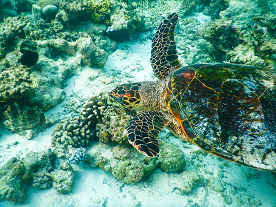 海洋乌龟海龟和浮游生物野生动物海洋潜水濒危动物游泳假期乌龟生活海洋生物背景