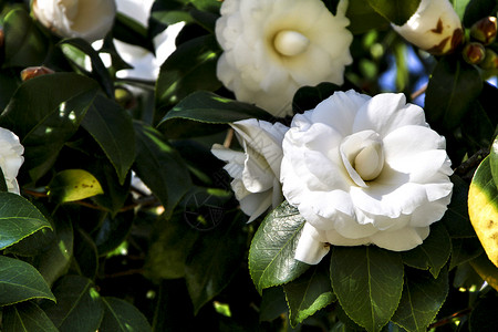 美宜佳在吉马拉斯的一个花园里 白卡美莉亚雅庞佳花朵衬套茶花生长花粉礼物美丽叶子天空植物植物群背景