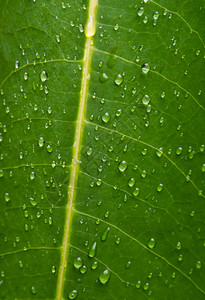 绿色叶脉纹理与水滴背景图片