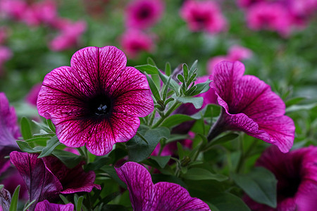 紧贴紫紫花朵花园花朵植物粉色紫色团体季节背景图片